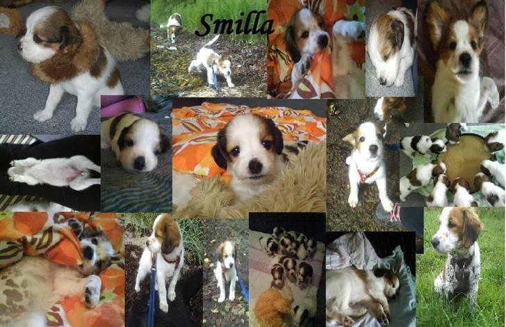 Kooikerhondje Høgedals Lady Smilla billede 12