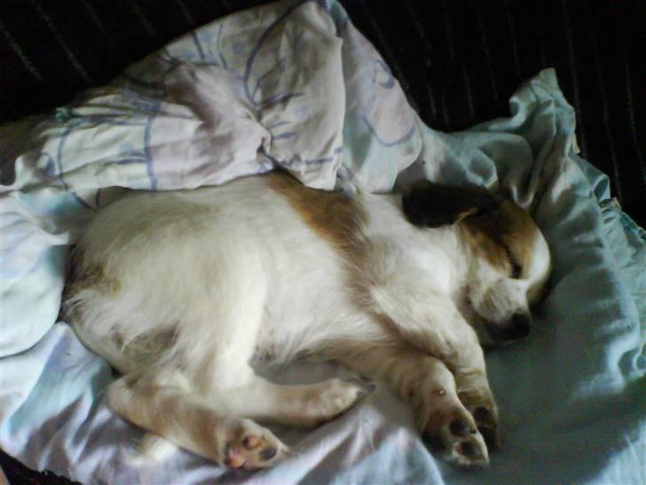 Kooikerhondje Høgedals Lady Smilla billede 13