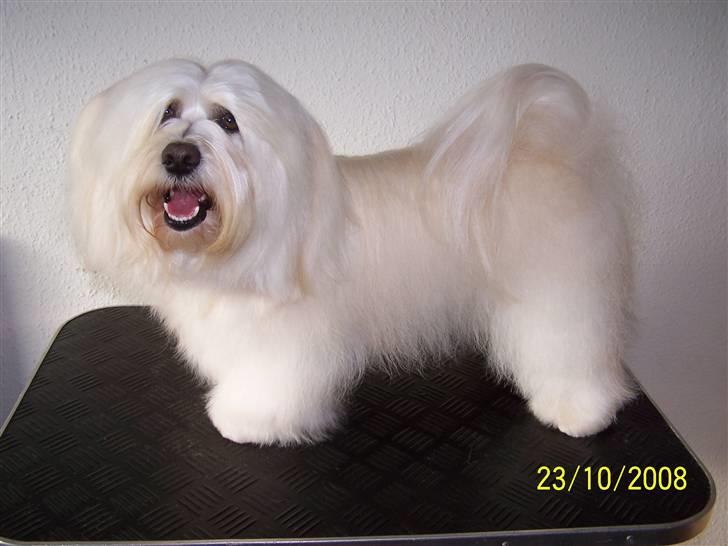Bichon havanais Chico billede 17