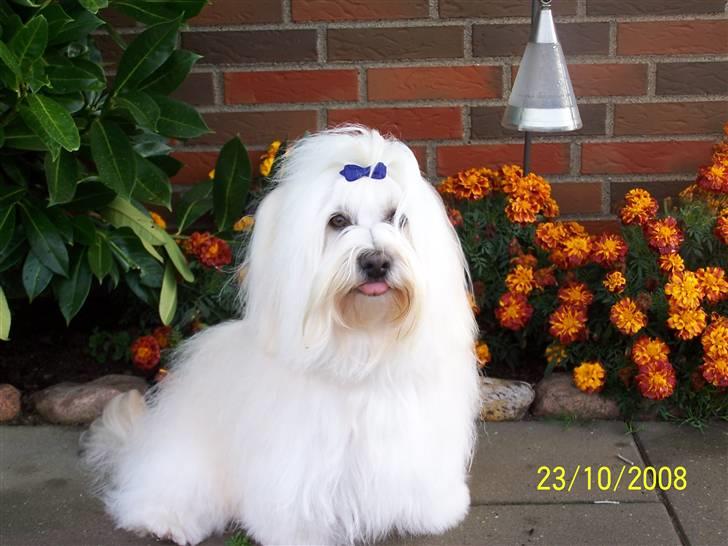Bichon havanais Chico billede 18