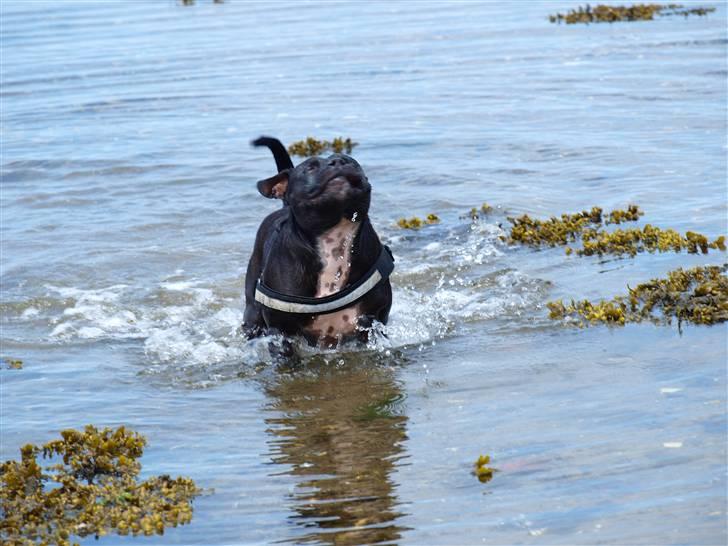 Staffordshire bull terrier Nala - Vandt i ørene.. Adder! billede 11
