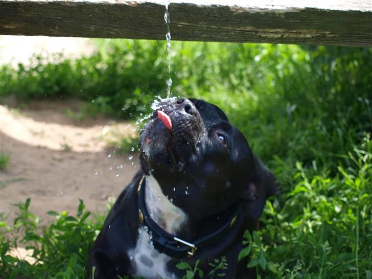 Staffordshire bull terrier Nala - NYT! - mmmmmm vand :D billede 12