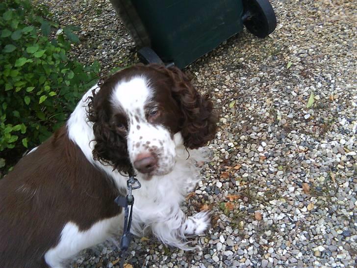 Engelsk springer spaniel Bølle (aflivet) ): - så er vi ude at gå tur billede 19