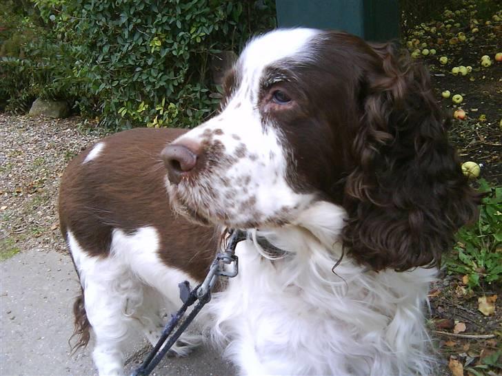 Engelsk springer spaniel Bølle (aflivet) ): - ude at gå billede 20