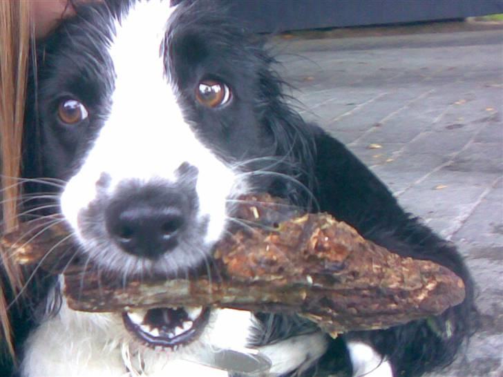 Border collie Thia - Et lille mys til skatten <´3 billede 3