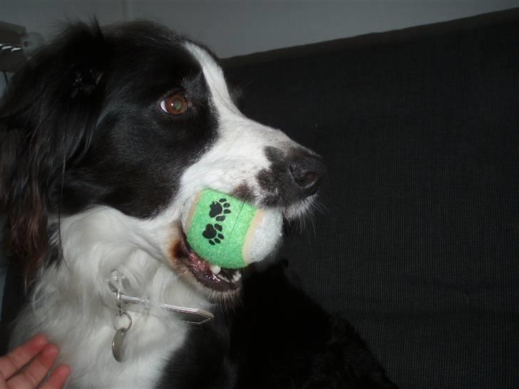 Border collie Thia - Hendes føz gave x) billede 4