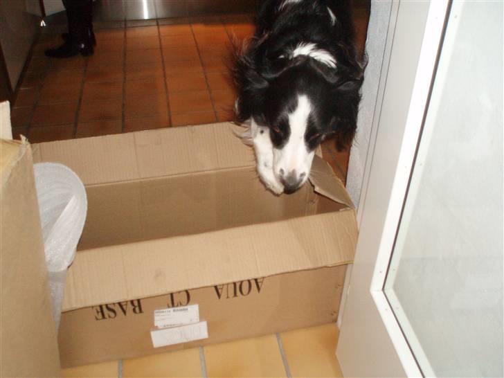 Border collie Thia - Den lille spring hundi <´3 billede 5