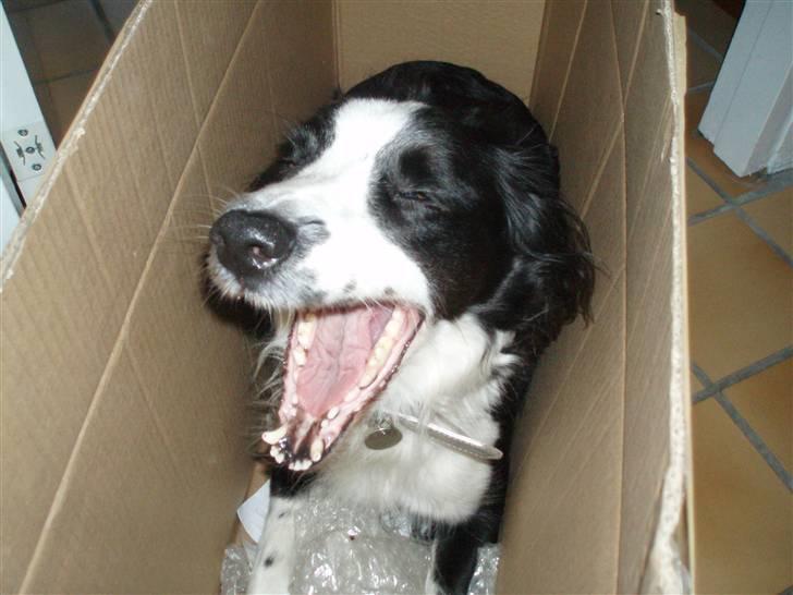 Border collie Thia - *Gaaaaaaaaab* <´3 billede 6