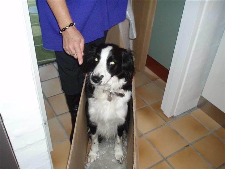 Border collie Thia - Thia i papkasse <´3 billede 7