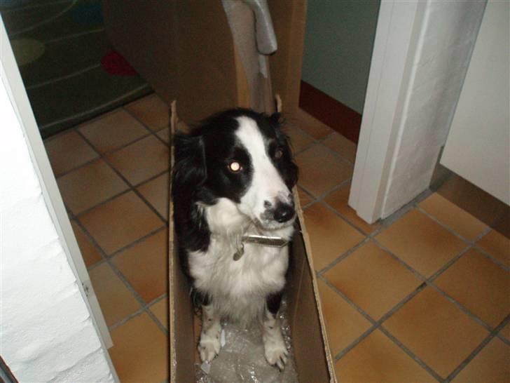 Border collie Thia - Sweety <3 billede 8