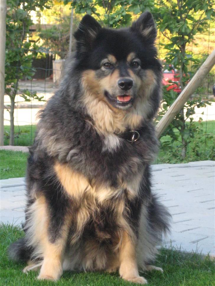 Finsk lapphund  Finda Windy - tak fordi i besøgte mig..<3 billede 16