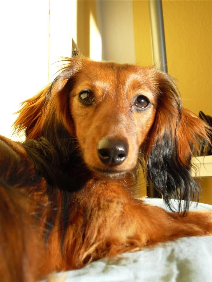 Miniature gravhund Tia billede 18