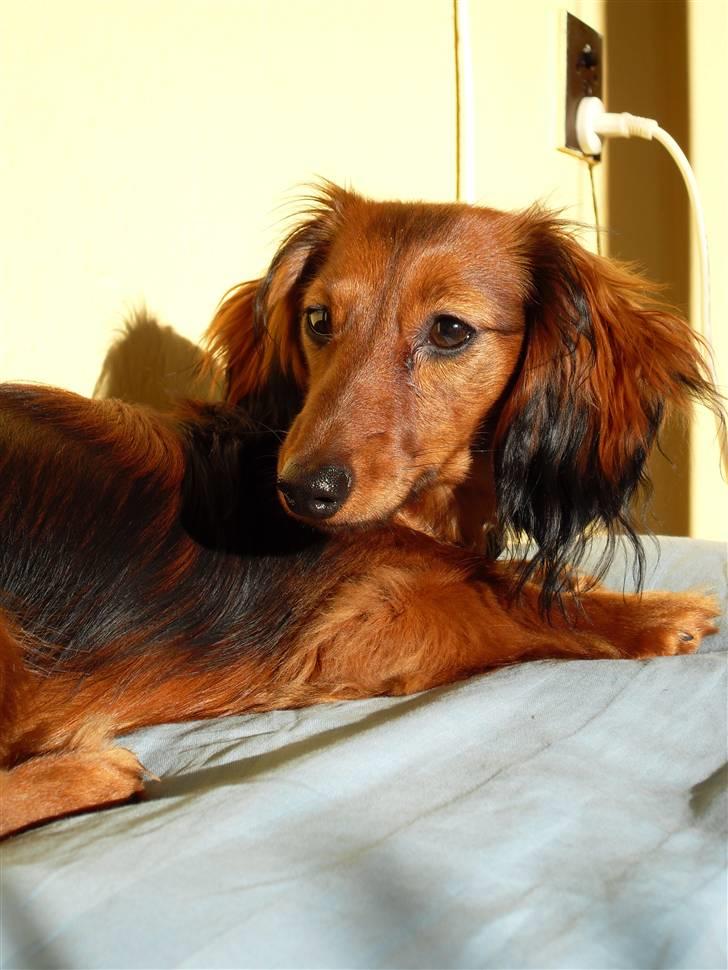 Miniature gravhund Tia billede 19