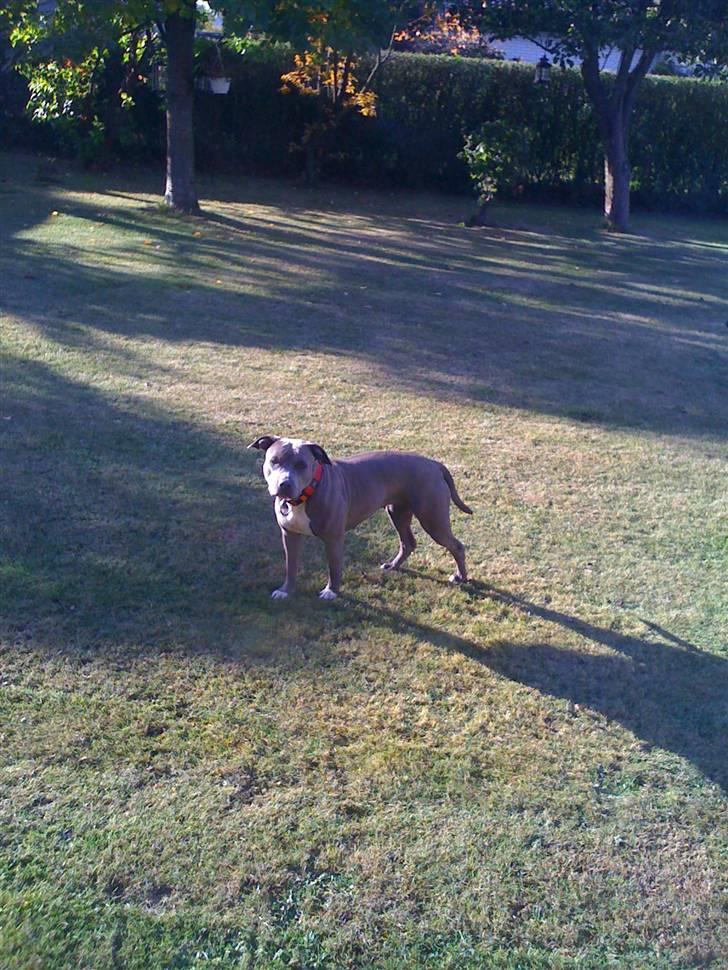 Amerikansk staffordshire terrier gucci billede 3