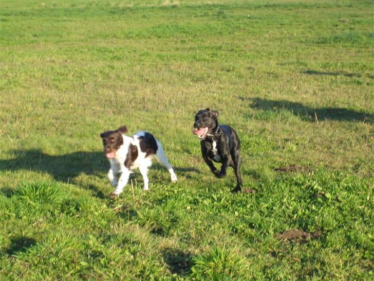 Kleiner münsterländer Quelle Von EulenfelsenRIP billede 12