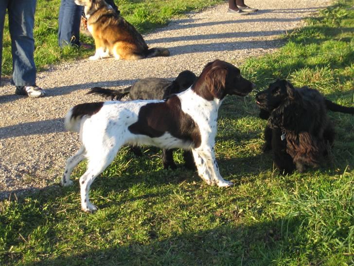 Kleiner münsterländer Quelle Von EulenfelsenRIP billede 13