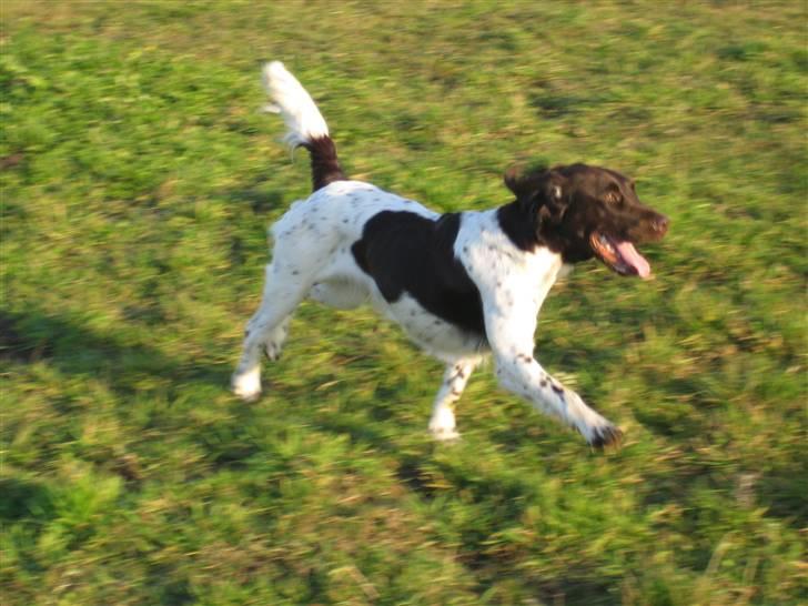Kleiner münsterländer Quelle Von EulenfelsenRIP billede 14