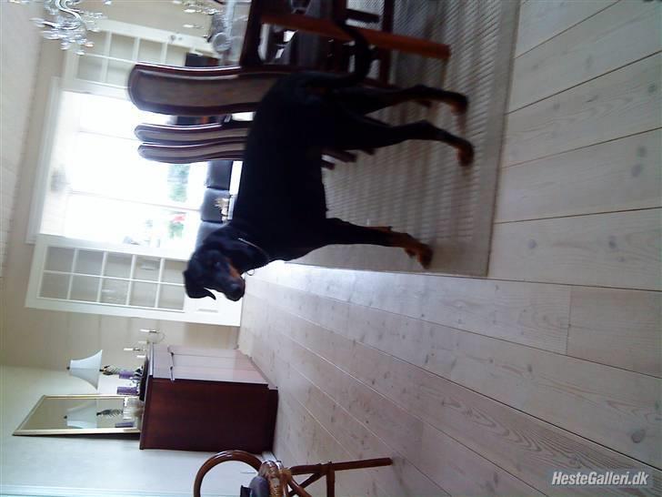 Dobermann Torontos Lady billede 6