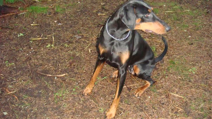 Dobermann chilli billede 7