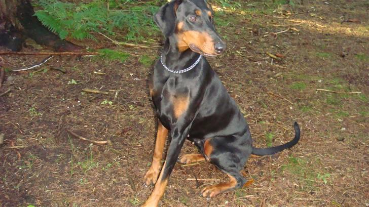 Dobermann chilli billede 8