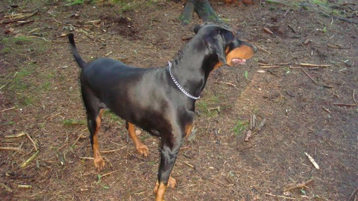 Dobermann chilli billede 9