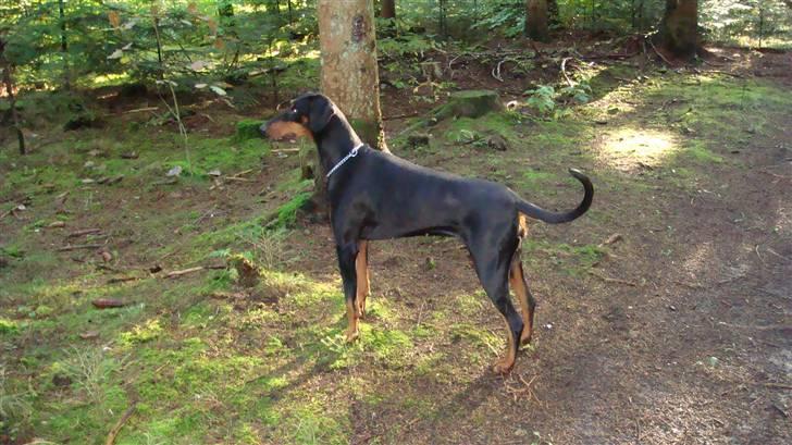 Dobermann chilli billede 10