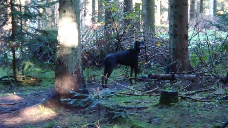 Dobermann chilli billede 11