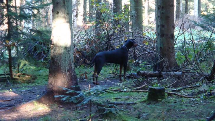 Dobermann chilli billede 12