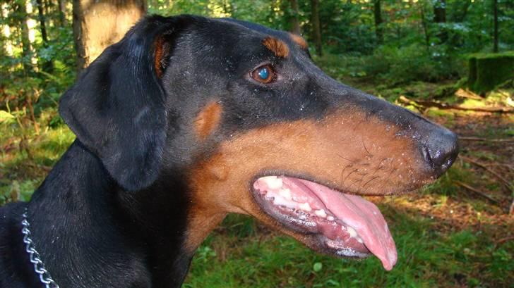 Dobermann chilli billede 14