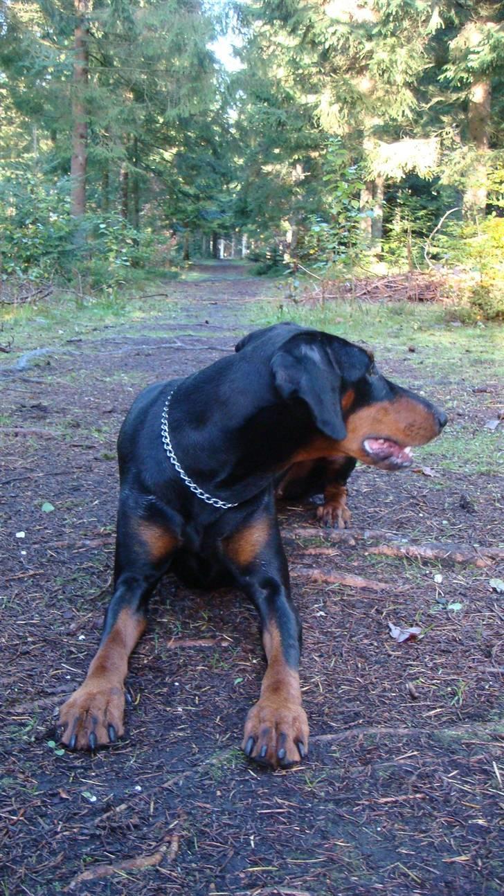 Dobermann chilli billede 15