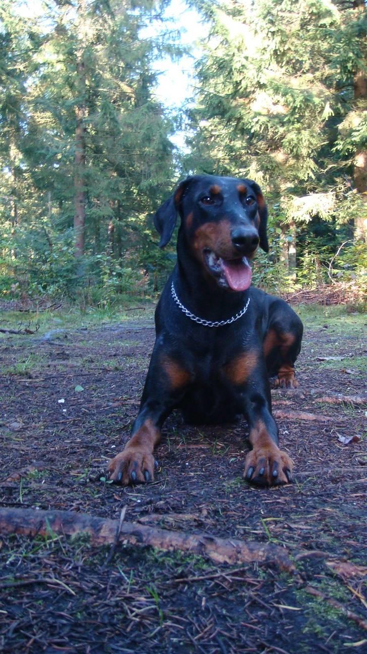 Dobermann chilli billede 16