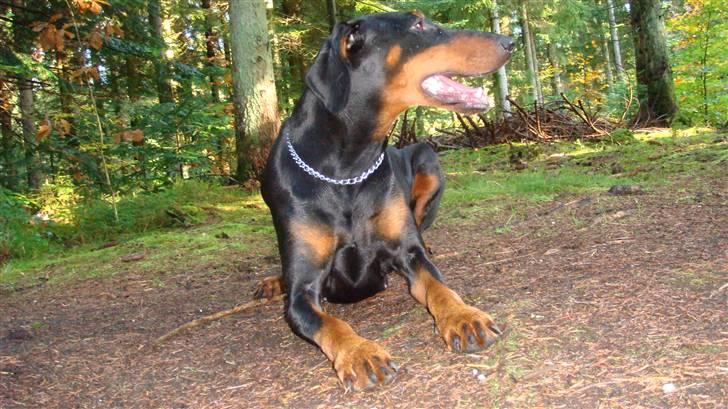 Dobermann chilli billede 17