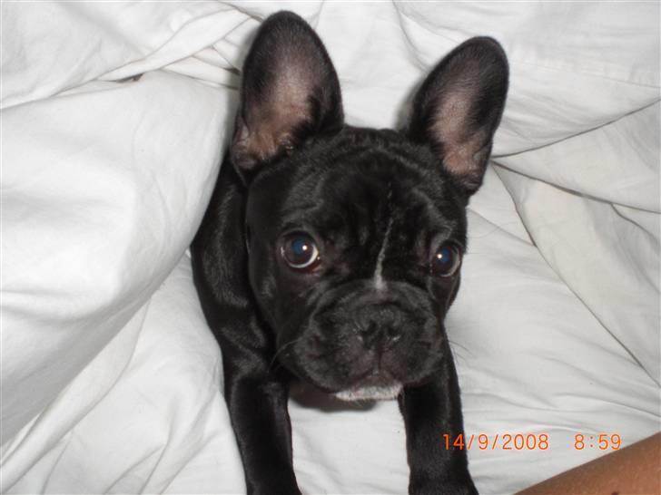 Fransk bulldog Eya billede 13