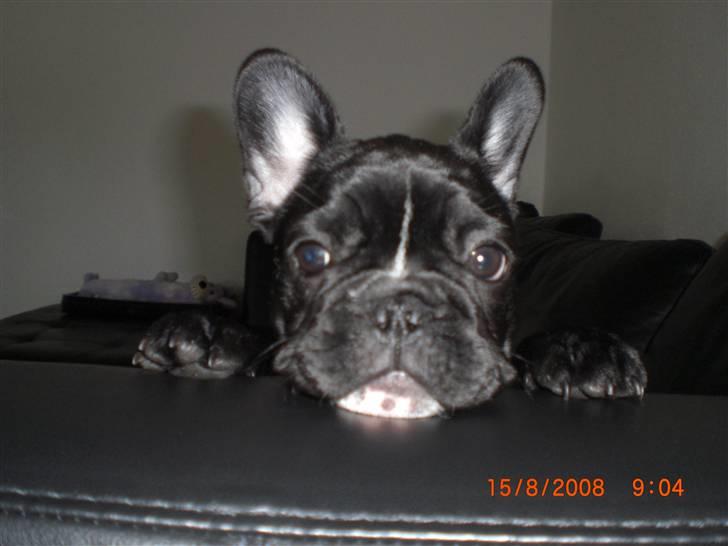 Fransk bulldog Eya billede 14