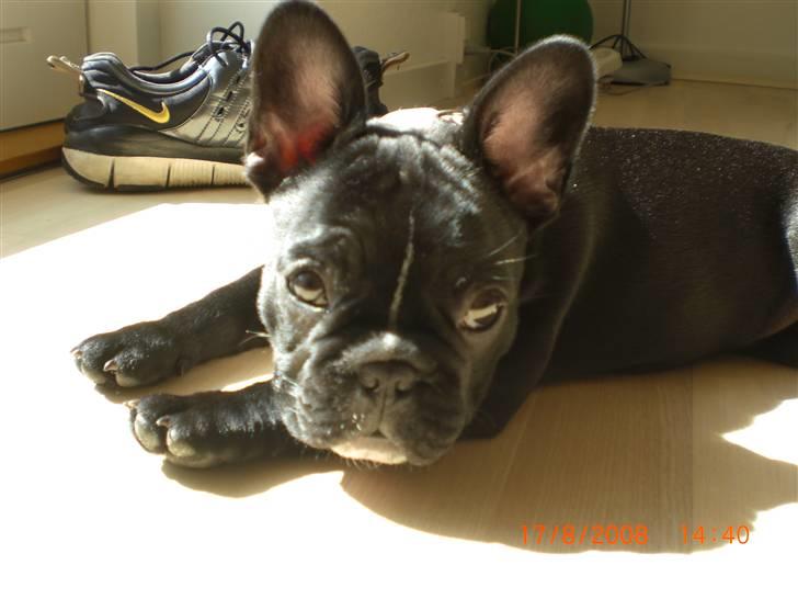 Fransk bulldog Eya billede 15