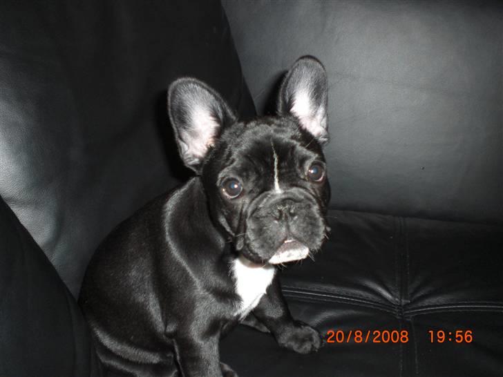 Fransk bulldog Eya billede 16