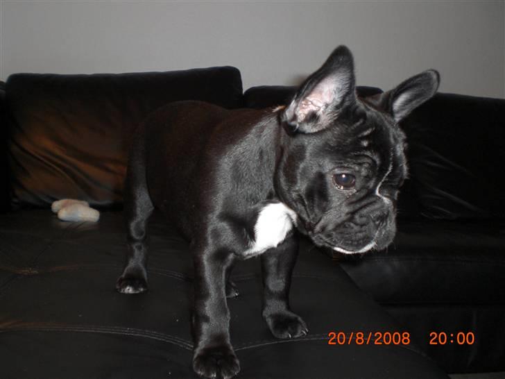 Fransk bulldog Eya billede 17