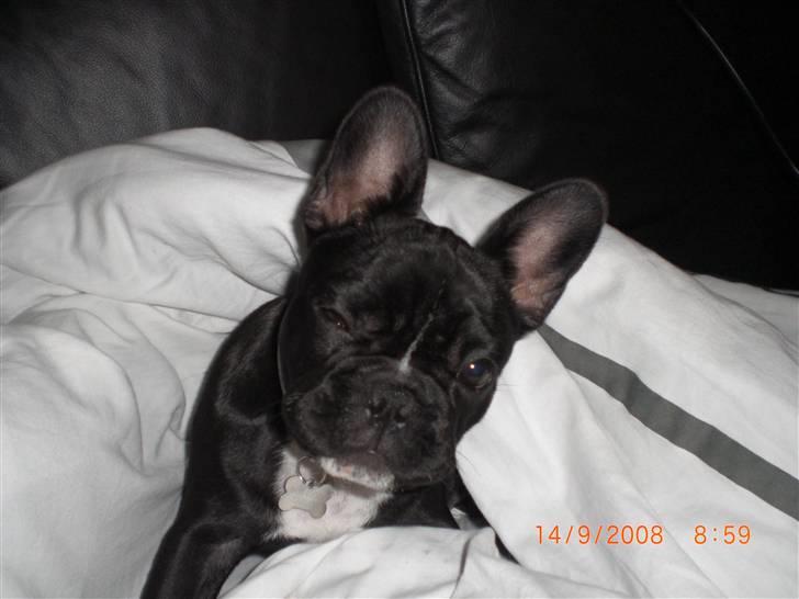 Fransk bulldog Eya billede 18