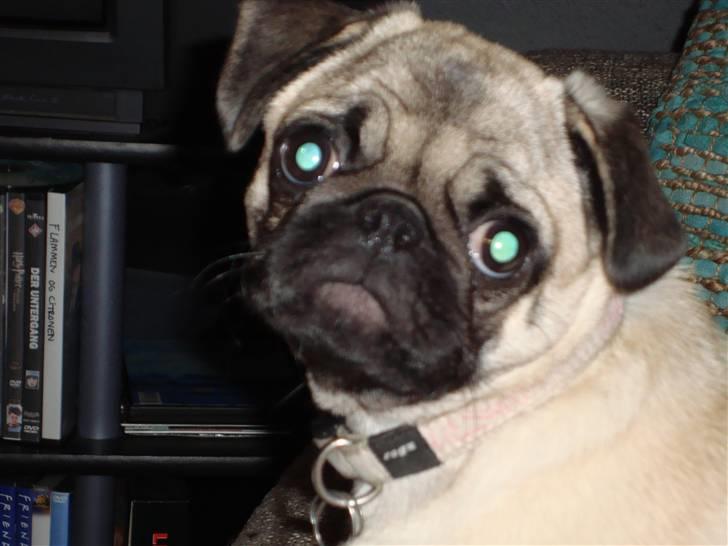 Mops Olga billede 20