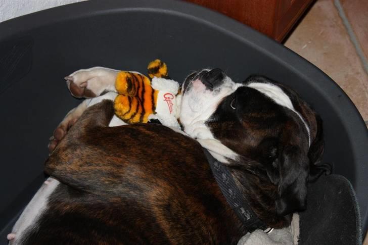 Boxer Ronja - Ja ja ja ................ nu kom jeg altså først så kan du sove på gulvet! og du kan bare glemme det du får ikke bamsen billede 20