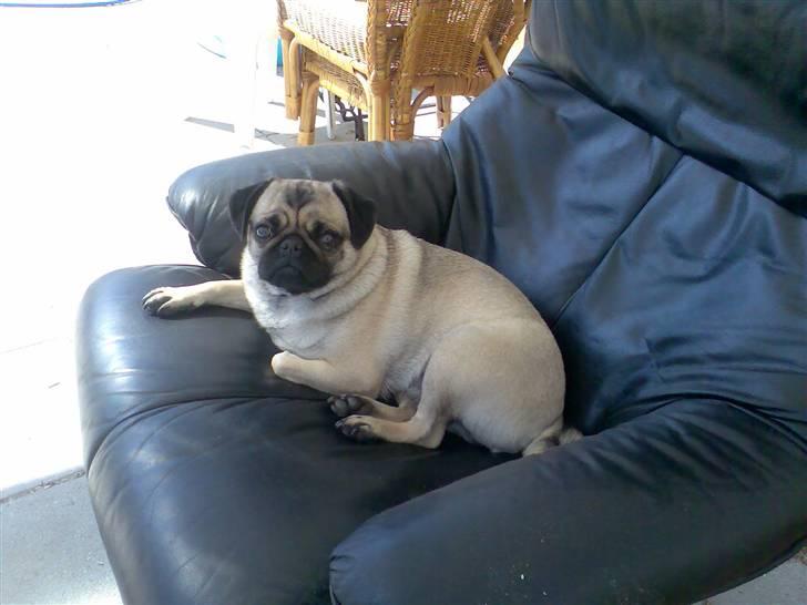 Mops Ronja billede 3