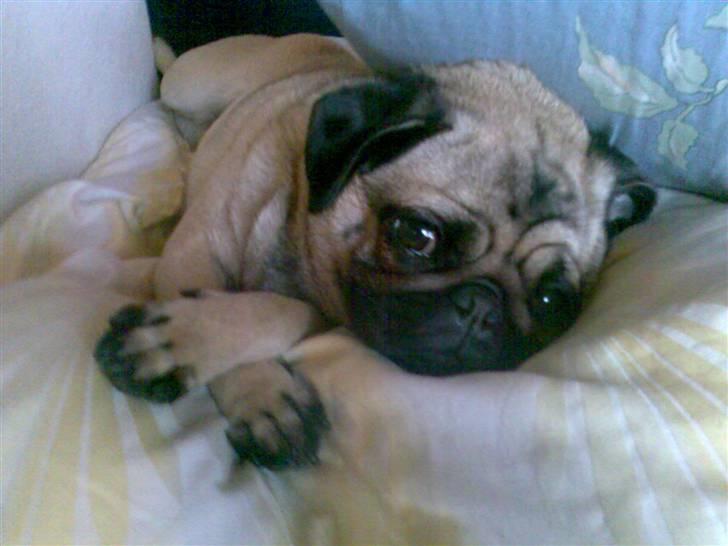 Mops Ronja - Det er godt med en lille  lur... billede 4