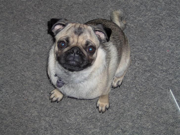 Mops Ronja - Ronja da hun var 9mdr gammel og lige flyttet ind... billede 5