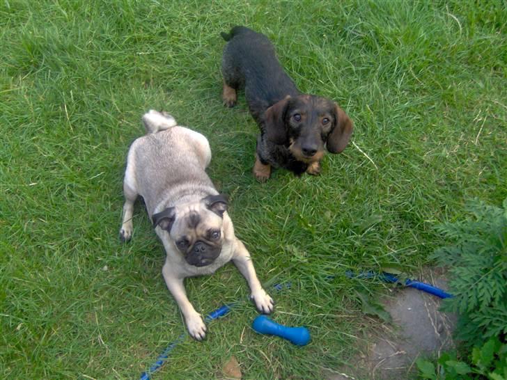 Mops Ronja - Ronja og hendes bedste ven Otto som er en ruhåret dværggravhund. billede 6