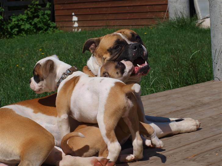 Amerikansk bulldog CadillacBulls " Tank " billede 1