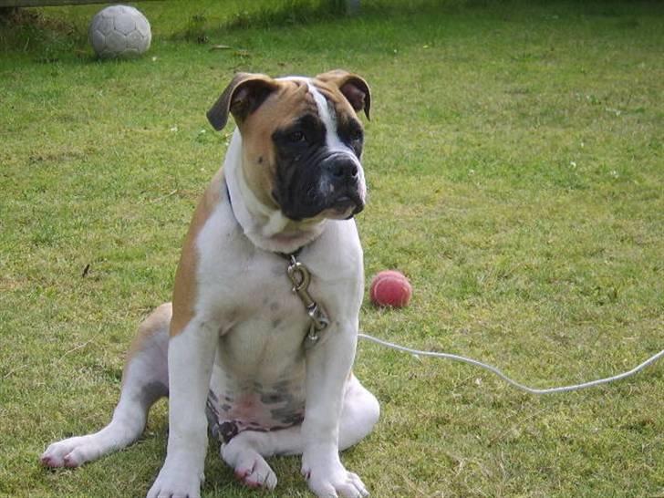 Amerikansk bulldog CadillacBulls " Tank " billede 2