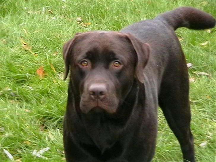 Labrador retriever Tjeko billede 12