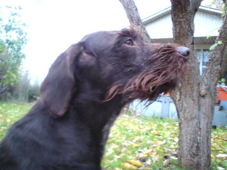 Ruhåret hønsehund Bounty billede 7