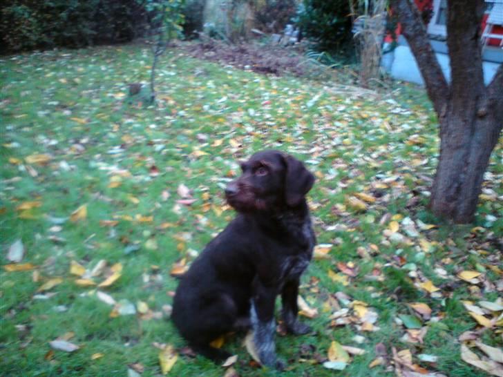 Ruhåret hønsehund Bounty billede 8