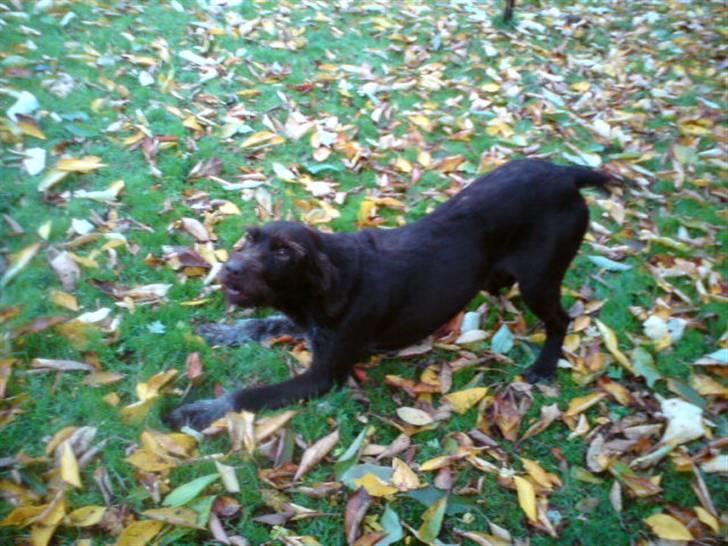 Ruhåret hønsehund Bounty - Har vi det ikke bare sjovt?! billede 9